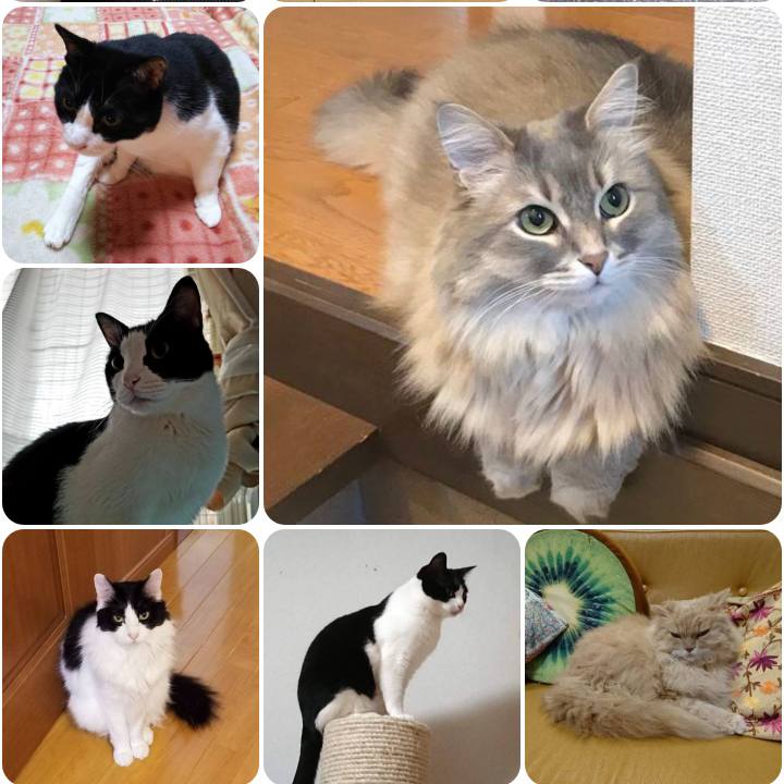 5c5d5556 8281 4d26 bd1d db706a06b0dc 1557478828426