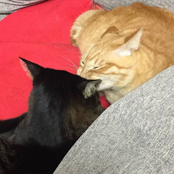 5c619728 c7a0 4083 9f25 fc643393f90e 1545303067903