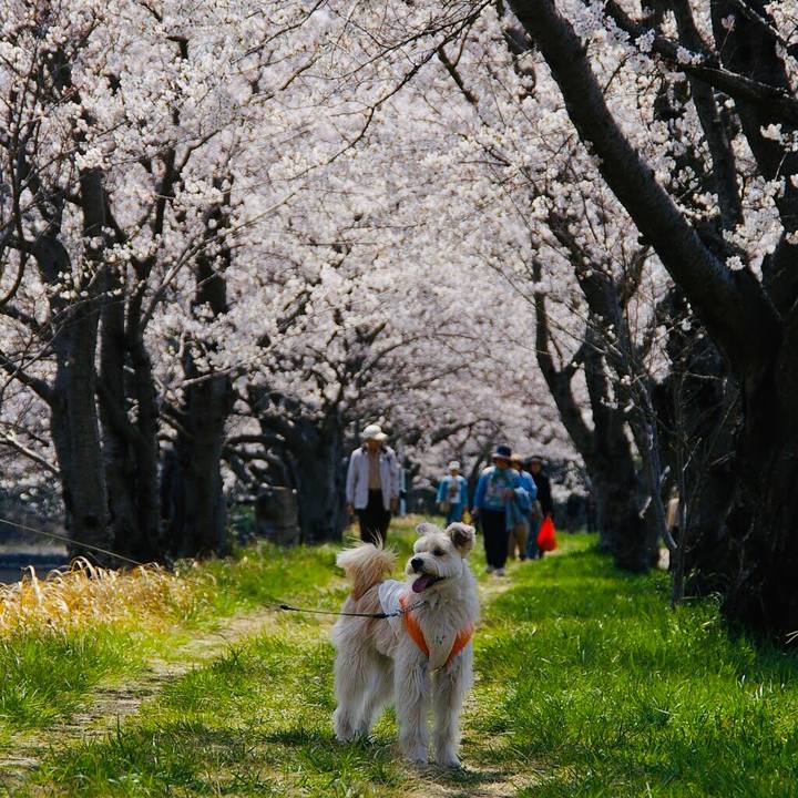 5c624703 cd74 4484 a406 9bafe5801d8c 1554105487865