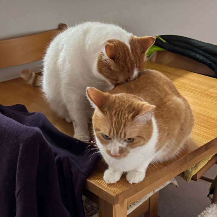 5c62d342 bfe3 4e85 9669 f1afcf9f4e0a 1772073092457