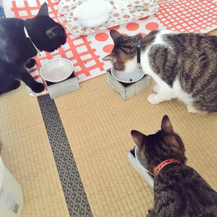 5c640e8a 0288 4668 b09a 40ddfe51fc66 1534028684254