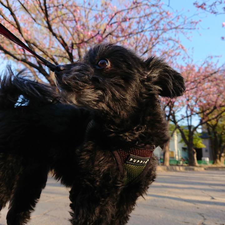 5c65d606 6792 4438 8fc4 9b416f6731ec 1555142412178