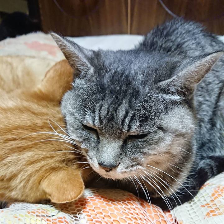 5c67470a cfe3 4b6a 904b ccafcc4537dc 1573737025830