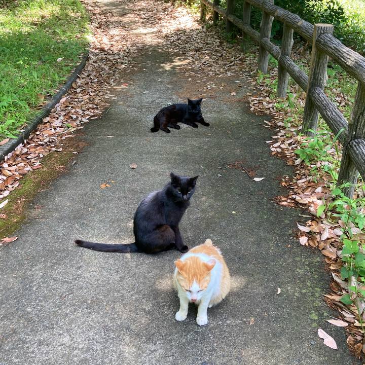 5c6aee61 7cd5 4c47 bc24 cc8edef332f5 1620541551532