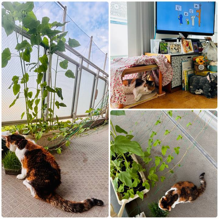 5c6c202a e4f9 469a b3ab 3052e22774ae 1718229940065