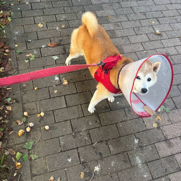 5c6c6177 96b3 484f 896e 73d9820aa8b3 1758576792004