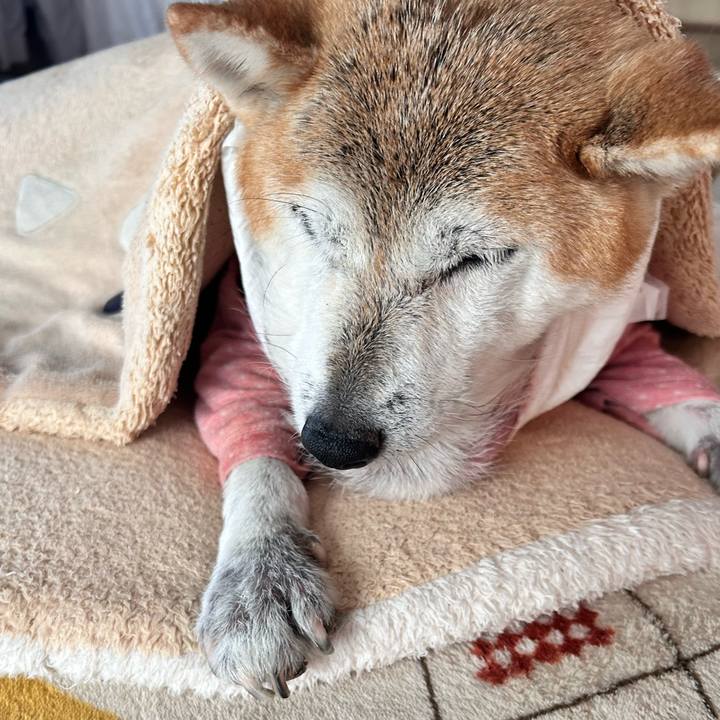 5c6c8419 a282 4a16 af29 291b12fac3cd 1763607544703