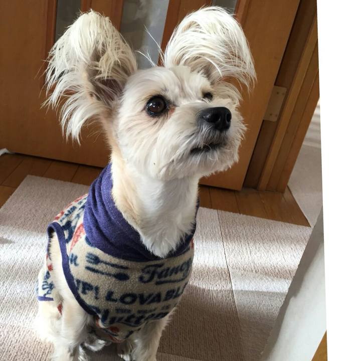 5c78e76b 40b6 44e3 bd31 d7c054d6caa0 1512112540975