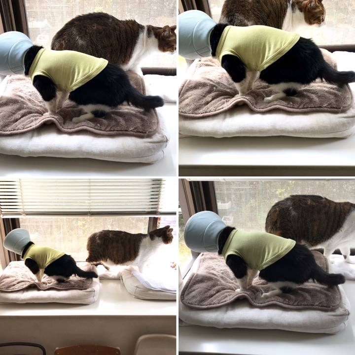 5c81a97d 0d40 478e 9d66 98859a9360cc 1581574420949