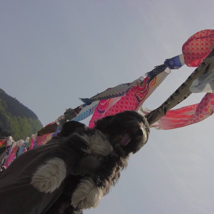 5c82dc29 72e8 448d b568 5ce5862947b1 1524918975503