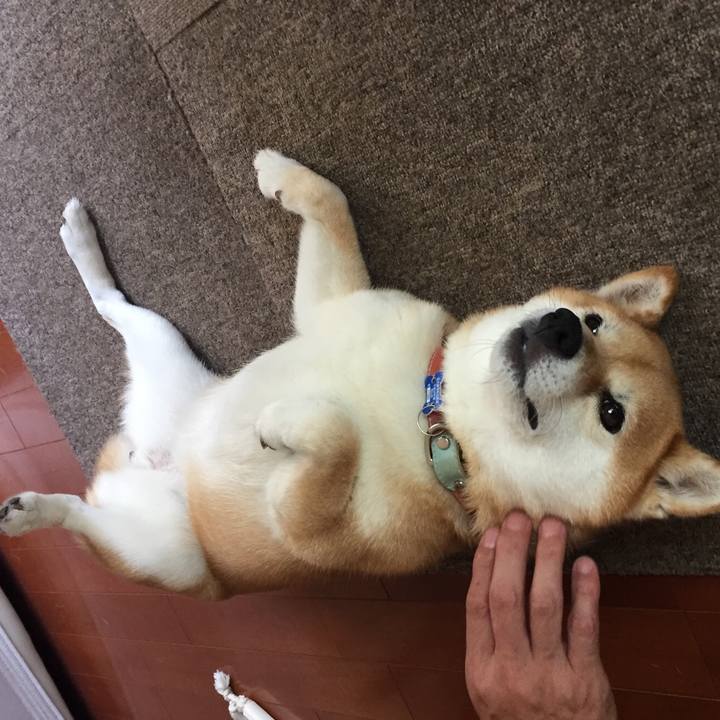 5c8599d0 89c5 4187 a9a5 1b0bfcf2b3cb 1531705888923