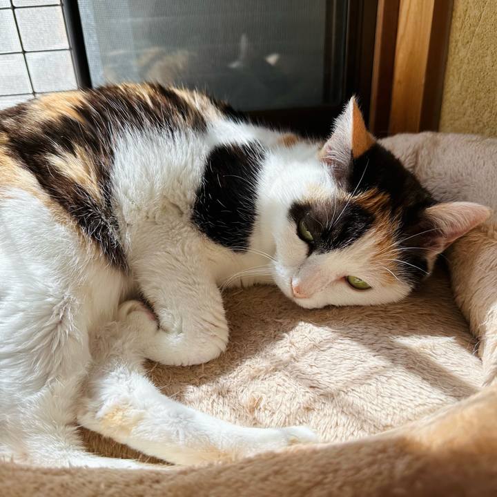 5c87c002 5a1c 412f 8c31 e31ce24e0e6b 1712797646136