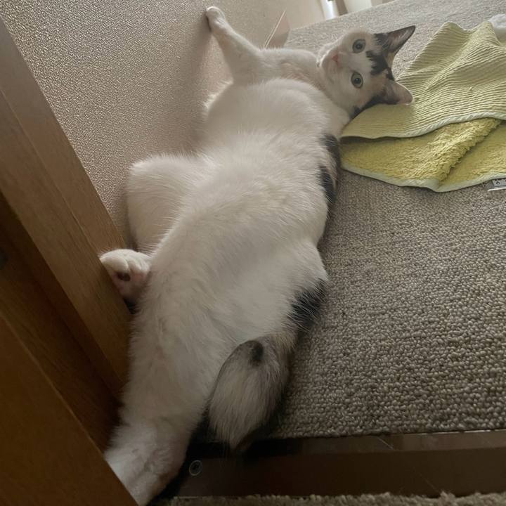 5c8a30cc d6d9 45fa a455 8e7f423b252a 1755408358967