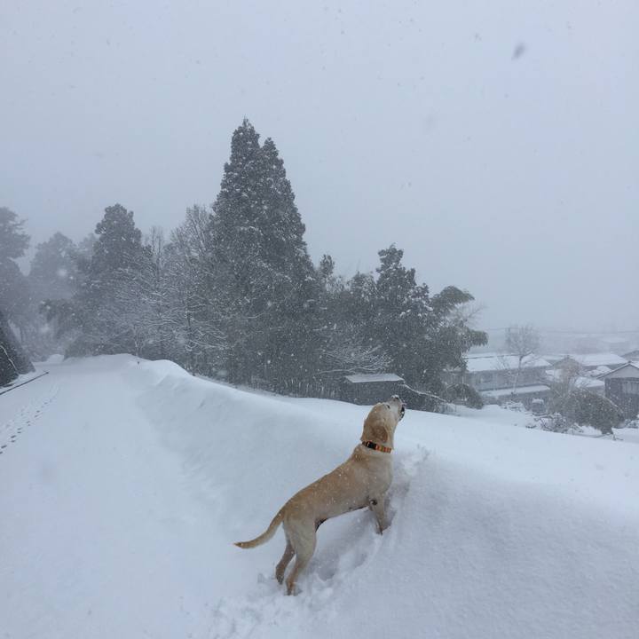 5c8ad02e 81e1 4d79 9eb2 50d2866a3df8 1547376733545