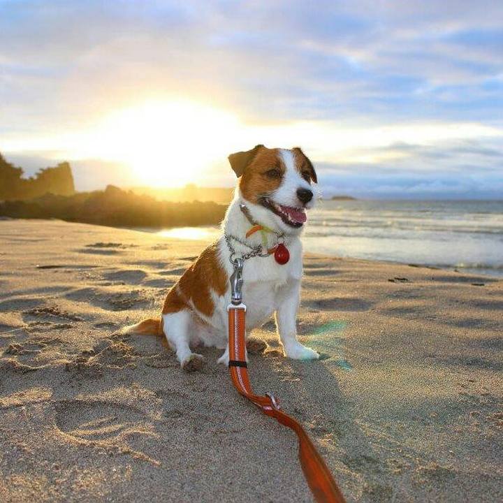 5c8c98e4 5676 4923 b39e 628f4c2049ea 1508453464377