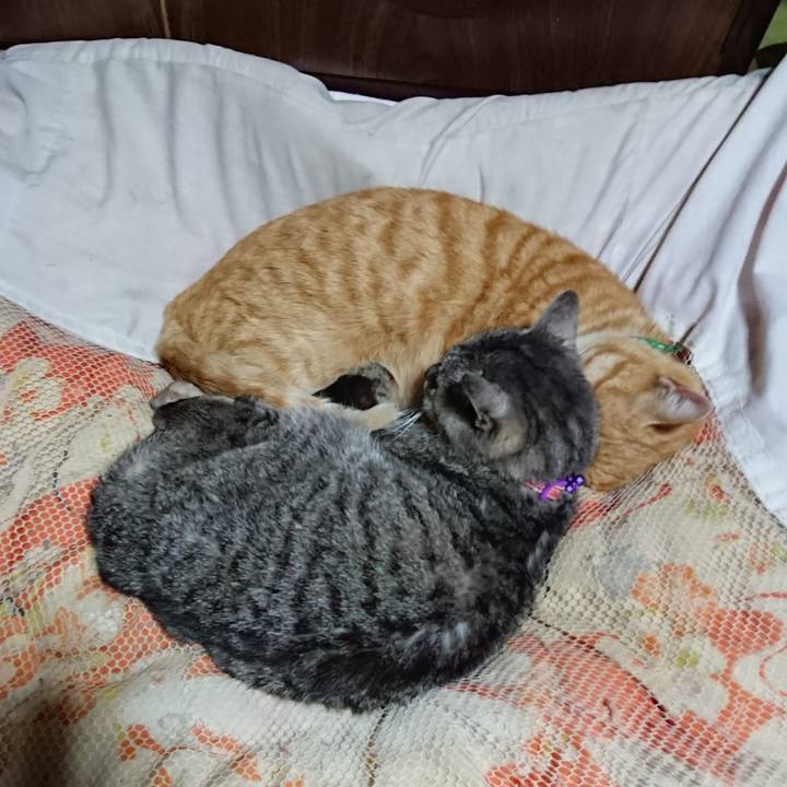 5c8f5d63 d11c 4c9a 84b5 f2eed2e4cdc6 1584881097685