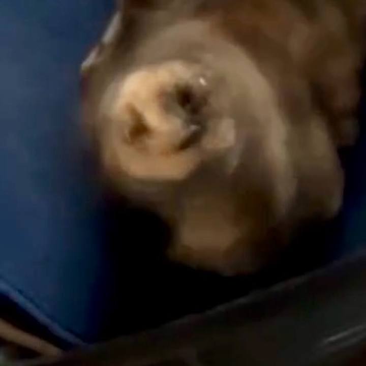 5c93e7d3 bcff 426f bf40 04076e3ce938 1759910717427