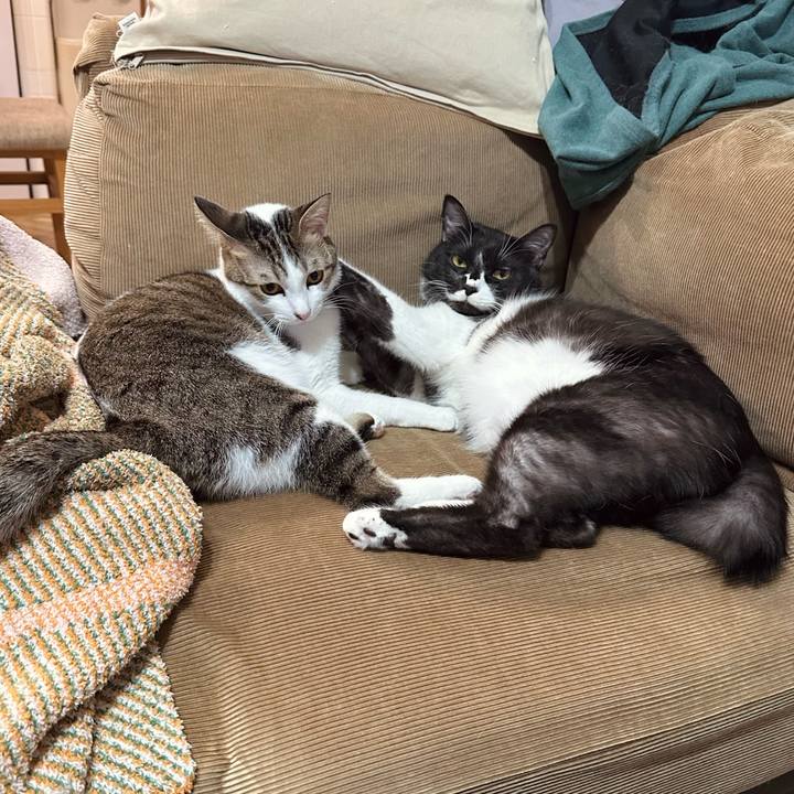 5c940c82 661b 4eab ab3f 53b574175d91 1771409681177