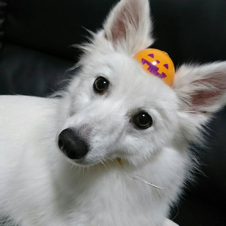 5c98d7d2 7b5b 45b8 9ca7 9b4d2dfdd73d 1509283360262