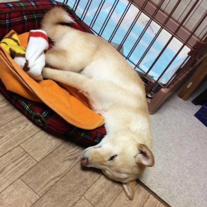 5c997e74 3d1b 4733 9e87 4eefb8a9ee3e 1509709973671