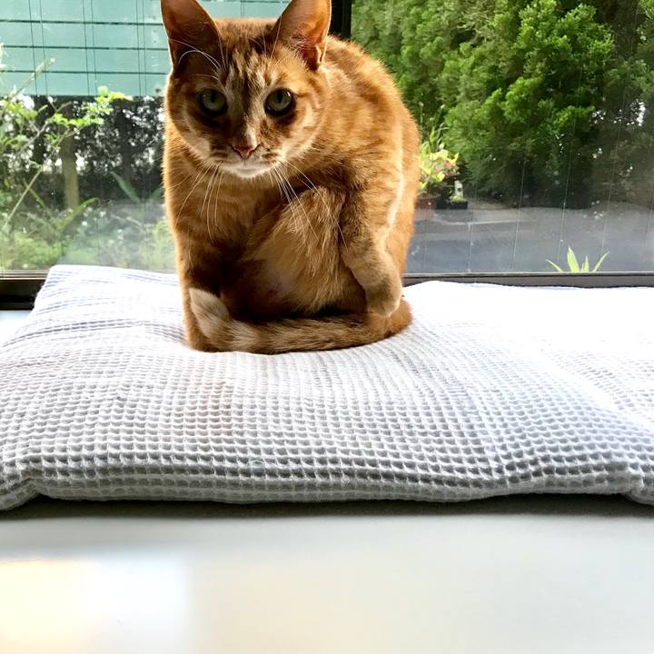 5c9c6db6 8241 45b4 83cc 9522b223d660 1527153270143