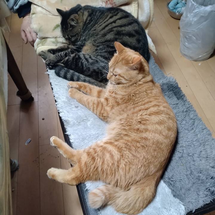 5c9ebea0 a4ef 46f9 8a0e 70b18c9ad575 1671940141488