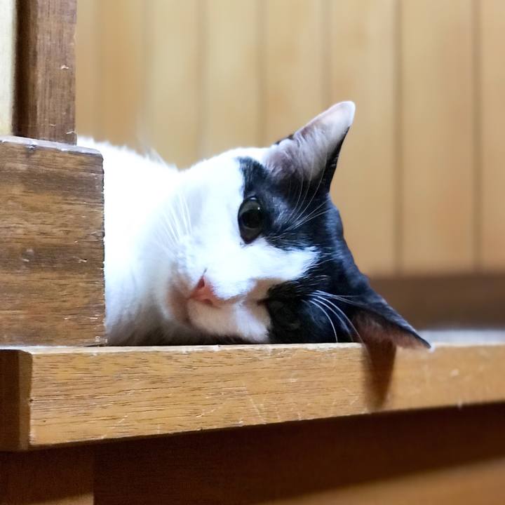 5ca1c96d c057 4f25 b0ef ed208bc454d1 1534811526545