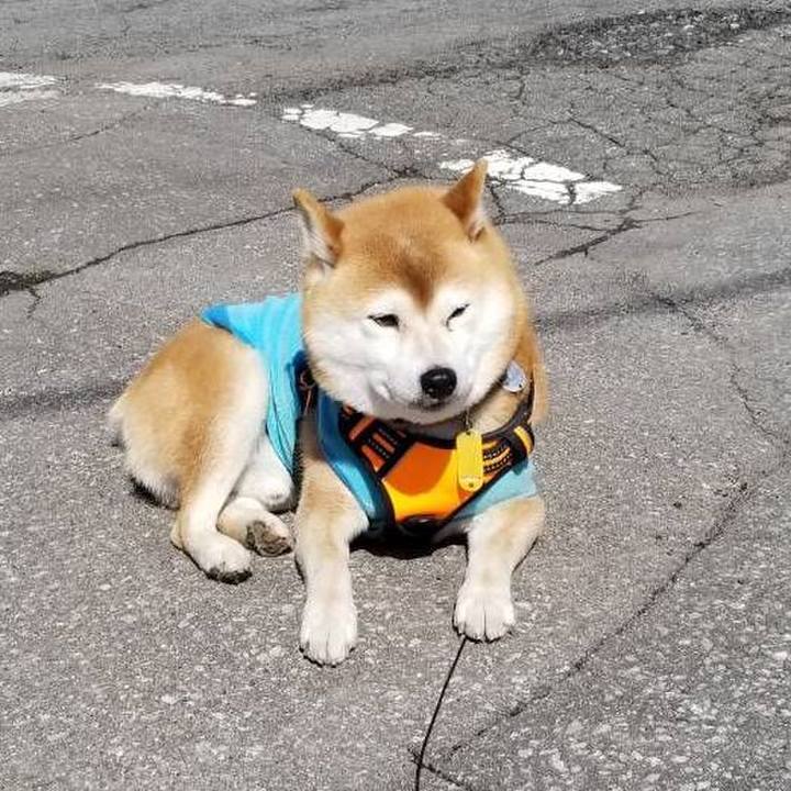 5ca306ba b06d 4f0e a053 5e61e60e9bd1 1584419740502