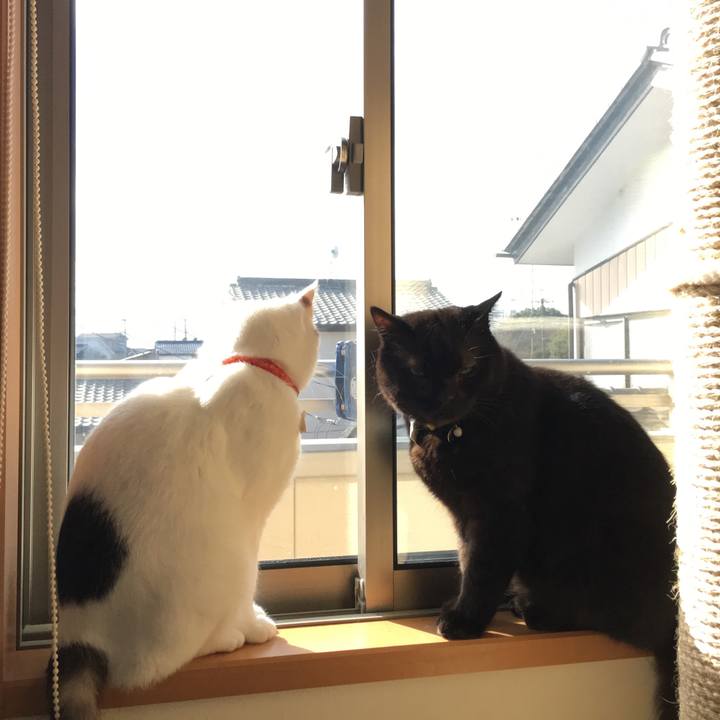 5ca338a4 fbeb 40b4 ad4e abd241b536b9 1520299853326