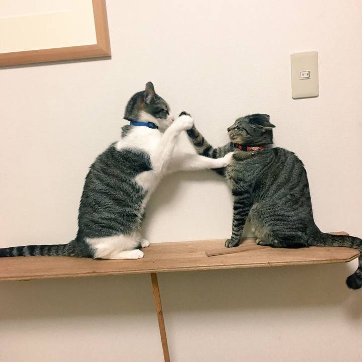 5ca4e108 f5a2 4a8e 8a87 9639286319c2 1517975226575