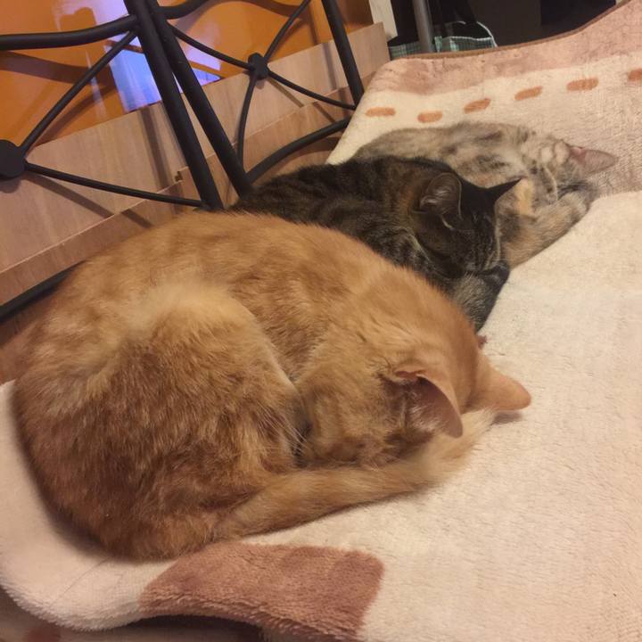 5ca53bac f68a 4a3d bc01 b02f4487c4b8 1575204362080