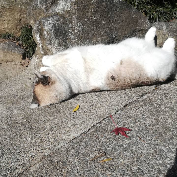 5ca53cc2 7c88 42c1 aeb1 c0917c5b0c77 1513756125408