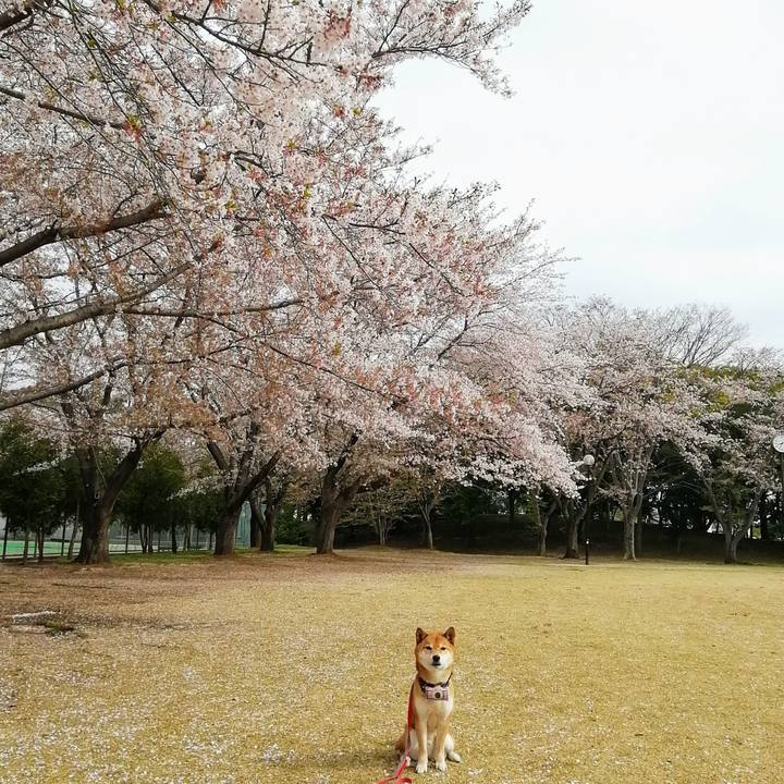 5ca557da 5c78 4a03 9c30 4940eb0f9a6f 1586223163012