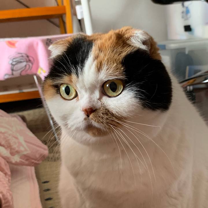 5ca6e0c5 72d4 4f5c 98b4 ca0cd1d314b3 1562802516763