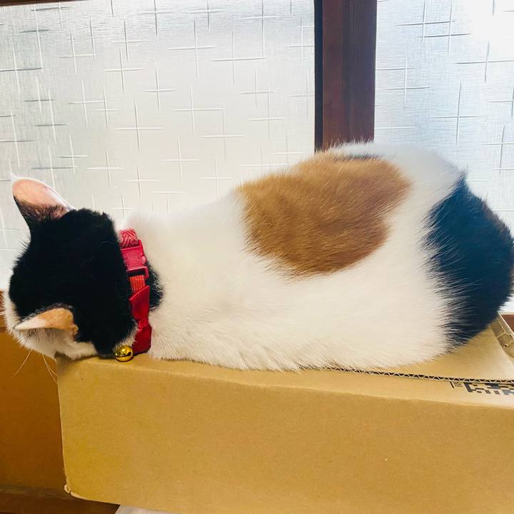 5ca902bc 7522 448a bfa0 91642d0ab6ab 1759327300426