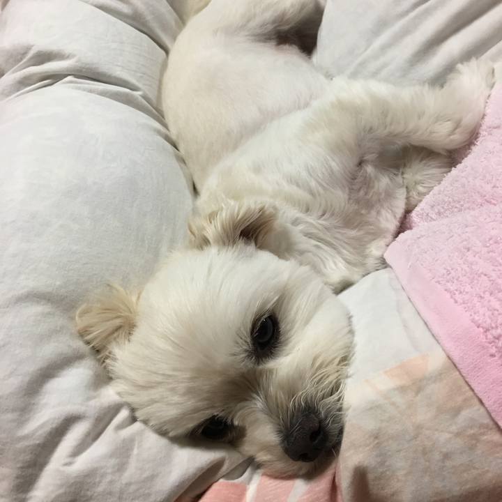 5ca93584 a479 4e95 aa0a 18e66a0c02f1 1526380809557