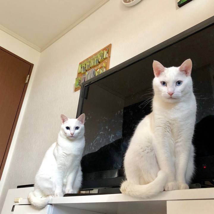 5ca969c5 6a44 4a5a 94b5 b129693dd091 1522667073365