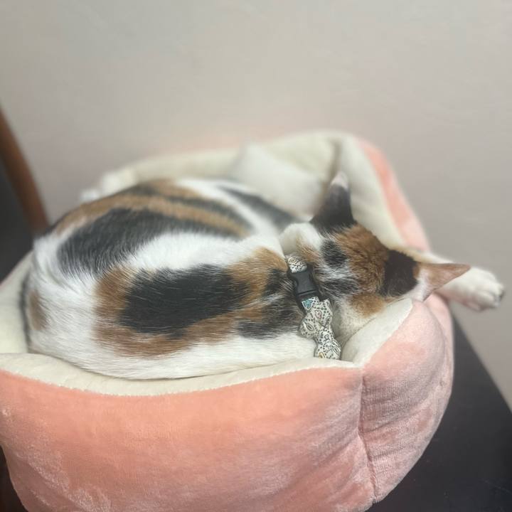 5ca980e9 bf67 49e8 9427 3515f0da88f3 1766441521607