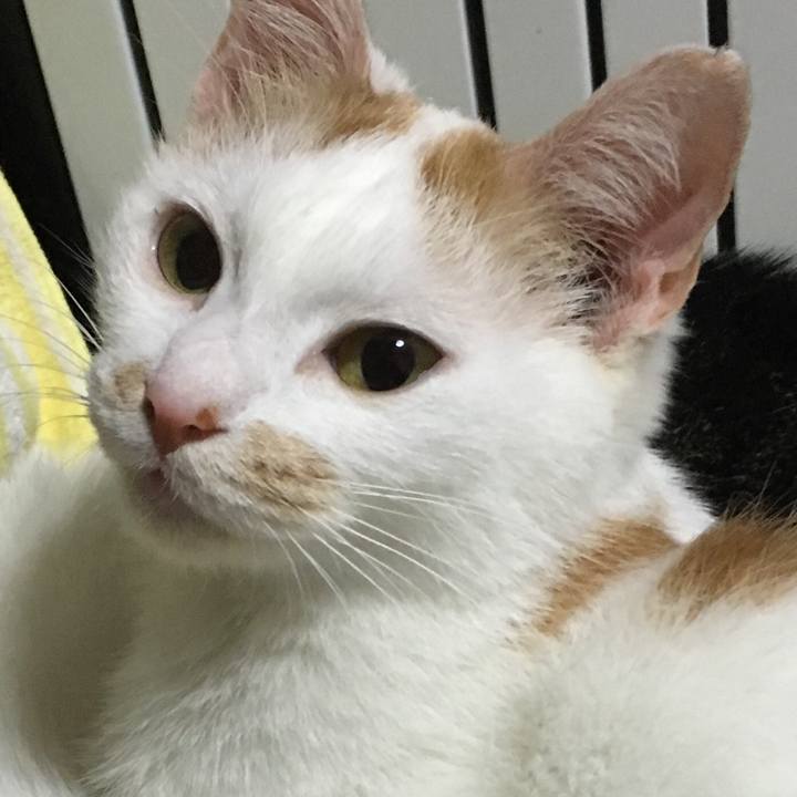 5cac4e74 e36f 4061 9bd9 610f56d6d42d 1542202095928