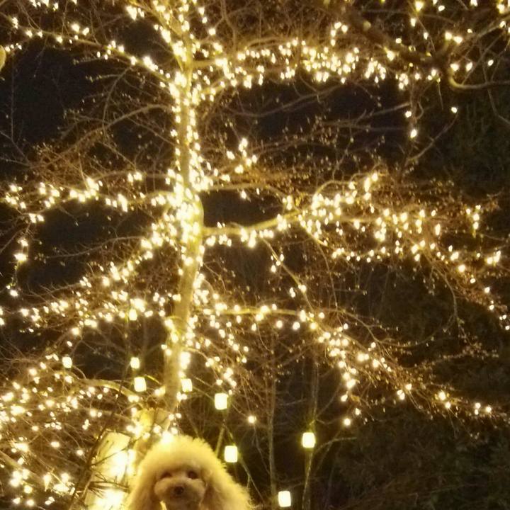 5cae11df 1cbc 4246 ad66 b6a7f236284c 1545559603518