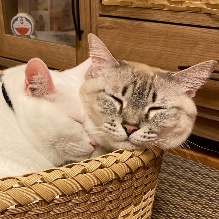 5cb1858d fe68 47a3 a755 e5dbc92a350b 1637234692991