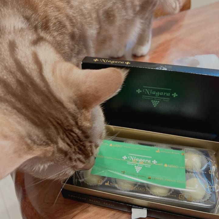 5cb326dc e384 4473 aa50 95912277cfd1 1676459798205