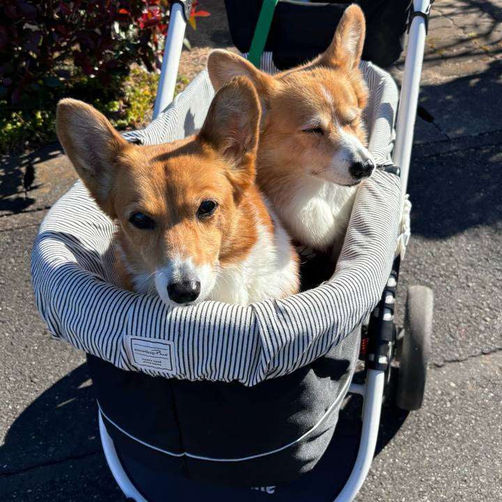 5cb3c198 084a 45b0 9f89 a8795ff66271 1736483269904