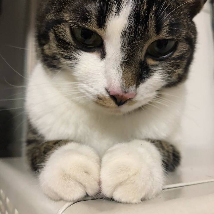 5cb483d9 82e0 41f4 a2ba 7f0fc7c8e6d8 1531576206344