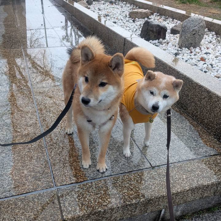 5cb51f03 d4d4 4fbe bf28 ae1c5fe1c1df 1772504388489