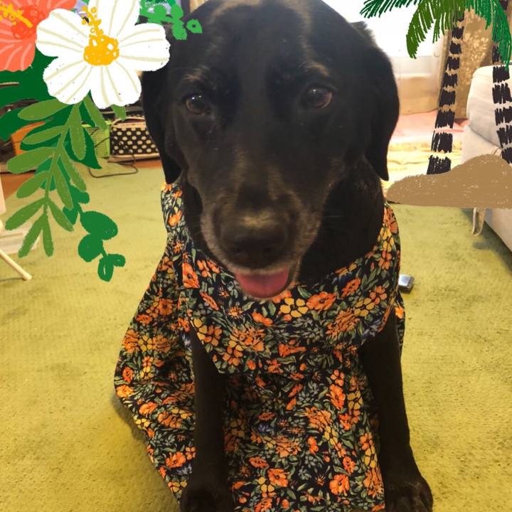 5cb603ab f00e 403b 962c 295be0fcf976 1532852173021