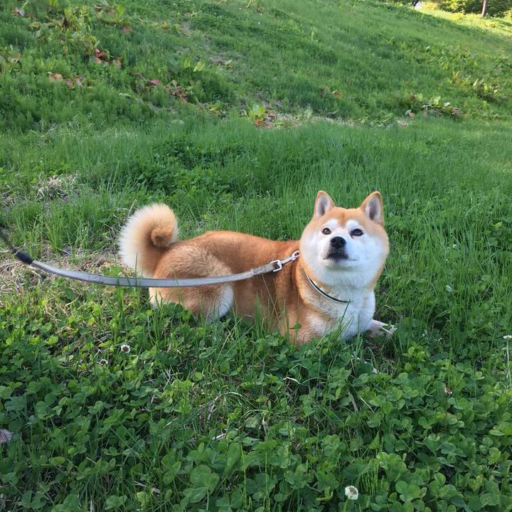 5cb6f32d cecf 43dc 92d8 3cd11fcd665e 1525593066658