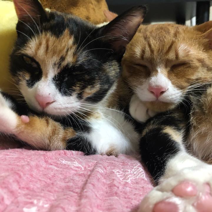 5cb73e9e 8739 4c8a b442 0a65058f5c4f 1552640933799