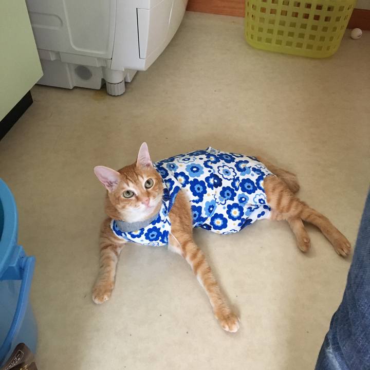 5cb7562f 3ac0 40b8 8edd 3536ca28d417 1530407626805