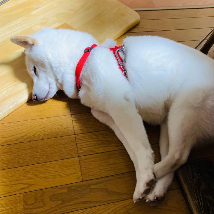 5cb917d5 72c1 4d6e b38c f53ea7aca857 1606458234301